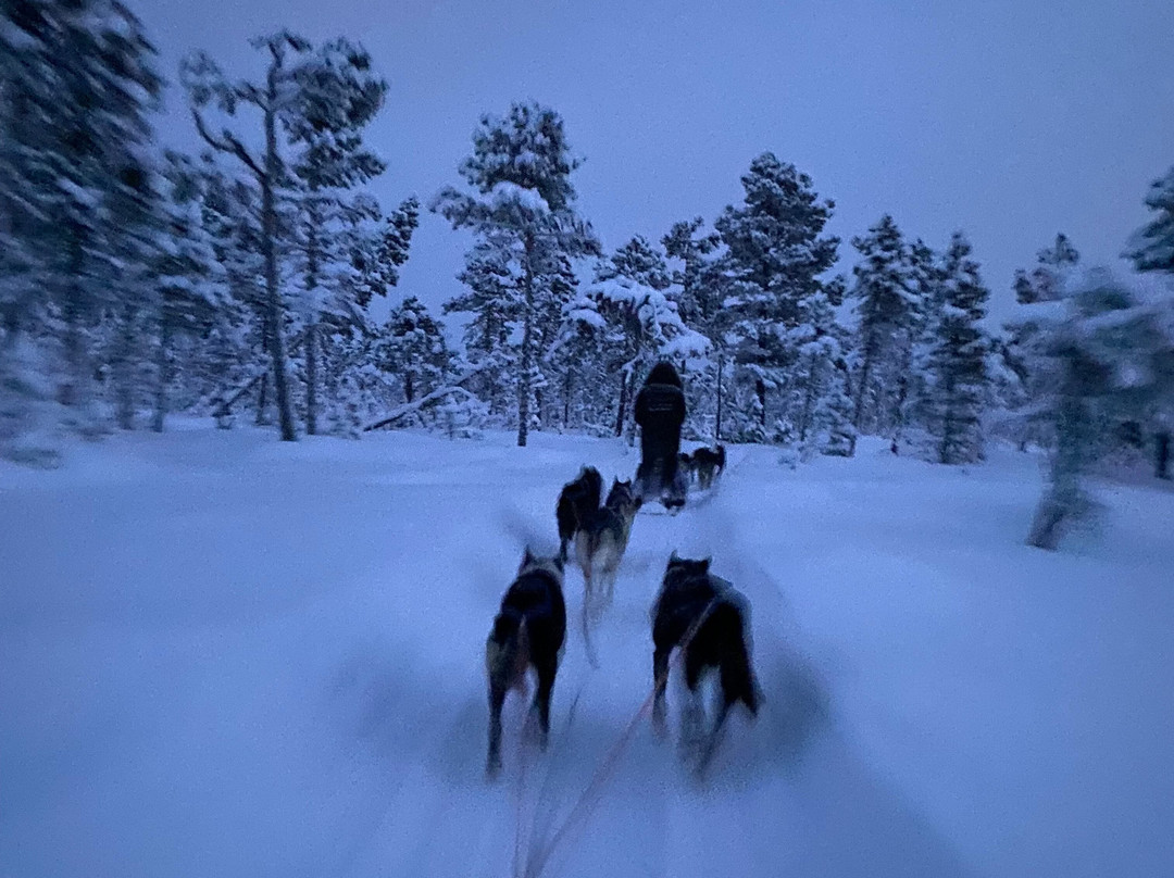 哈士奇雪橇之旅-基律纳必去景点