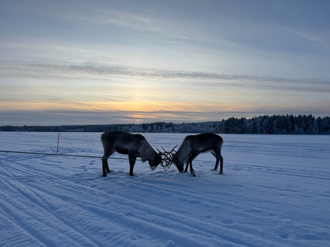 Local Lifestyle Rovaniemi-罗瓦涅米必去景点