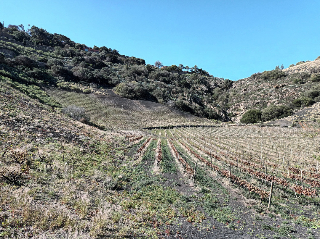 Bodega Los Lirios景点图片