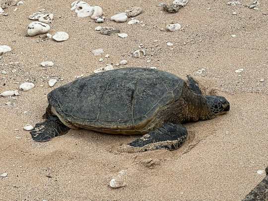 Unique Maui Tours-毛伊岛必去景点