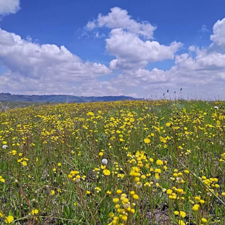 Kitulo National Park-Makete必去景点