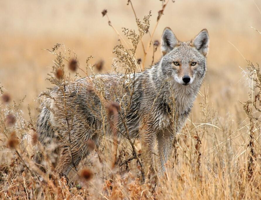 Coyote Creek State Park景点图片