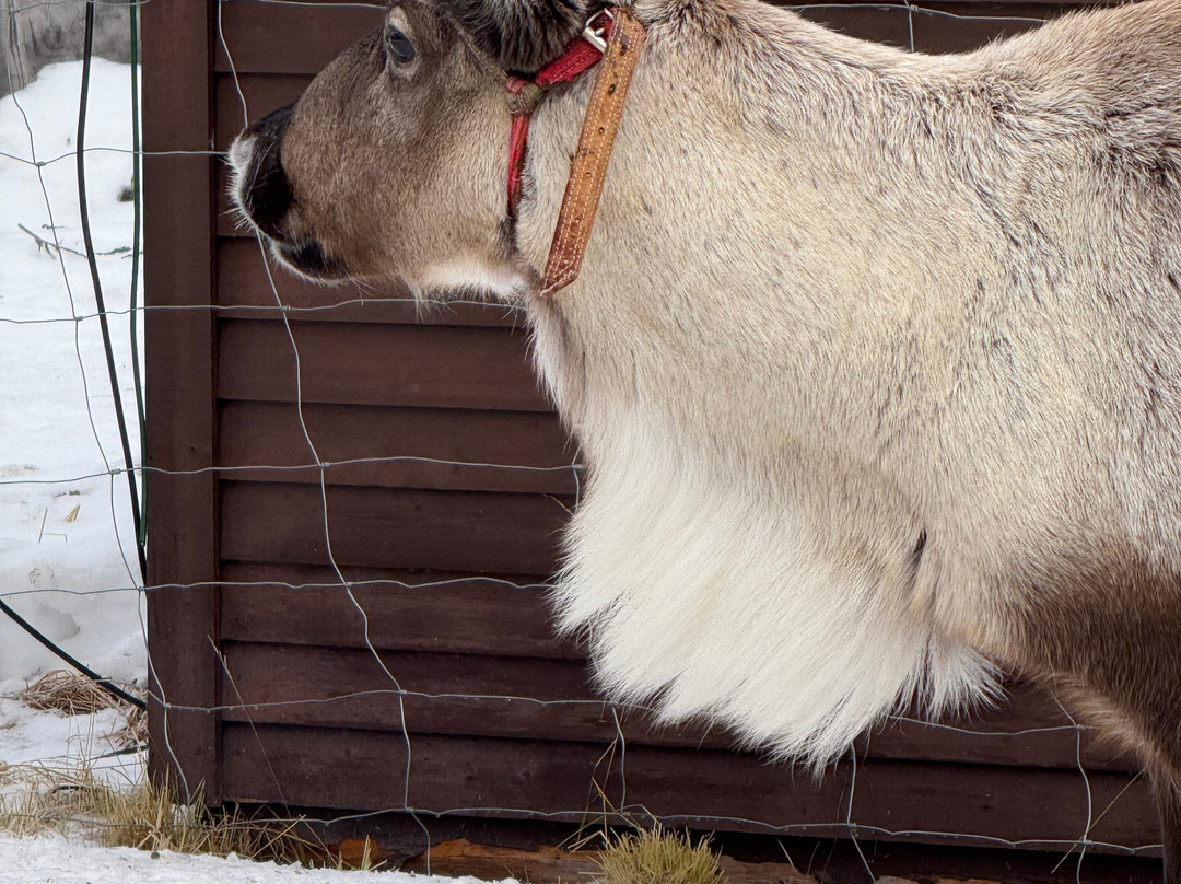 Nutti Sámi Siida景点图片