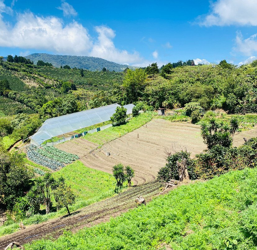 Finca  Organica景点图片