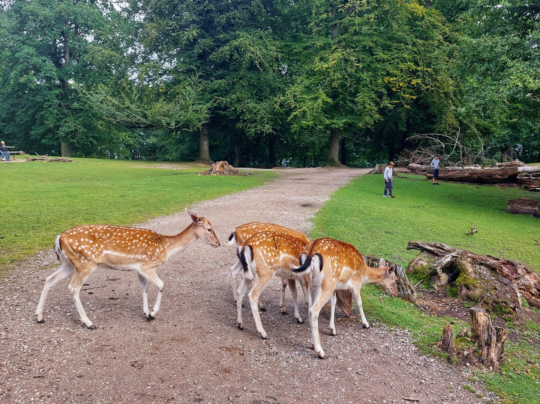 Marselisborg Deer Park景点图片