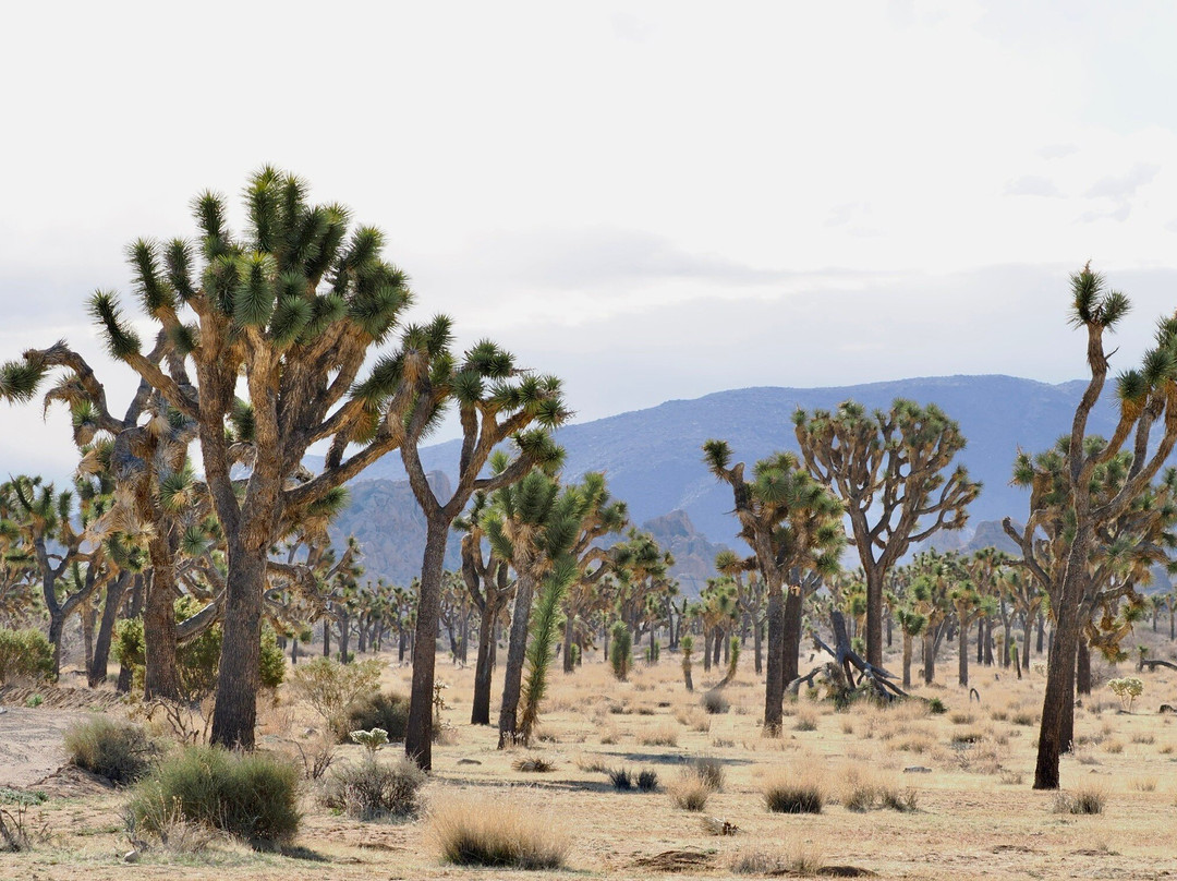 Joshua Tree National Park景点图片