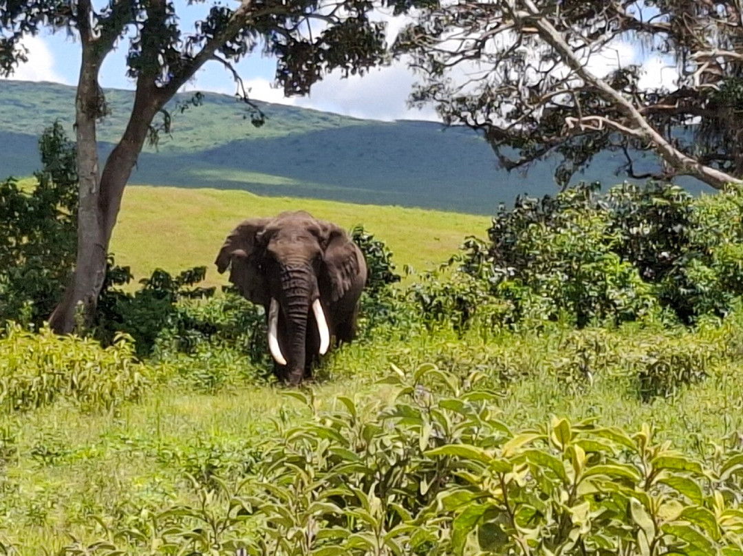 Momella African Adventure-阿鲁沙必去景点