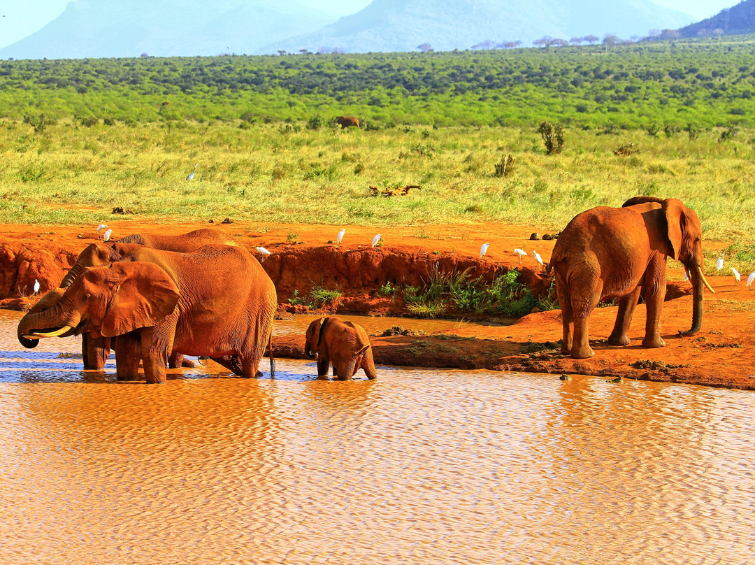Nemm Tours and Safaris景点图片