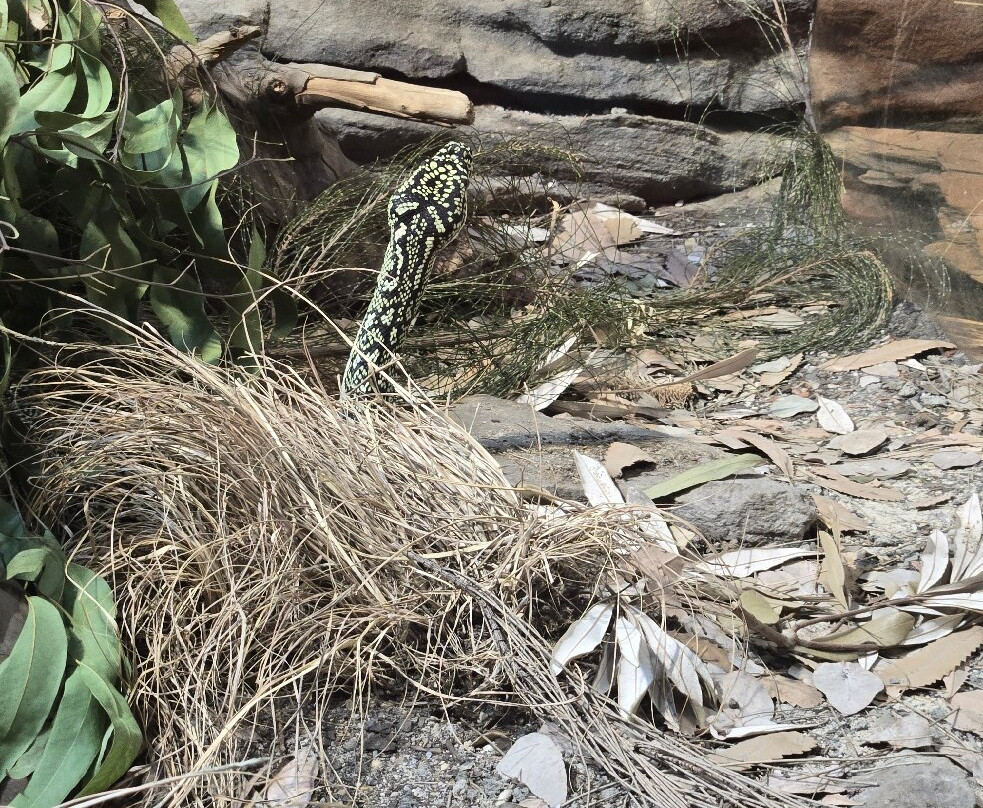 Sydney Zoo景点图片