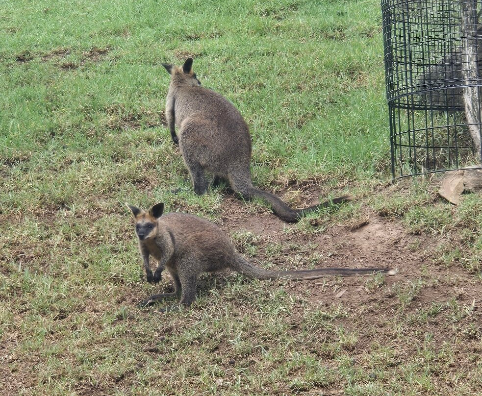 Sydney Zoo景点图片