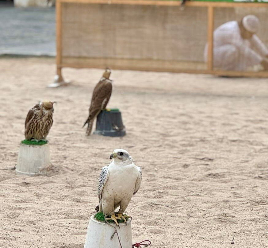 Souq Waqif Falcon Hospital-多哈必去景点