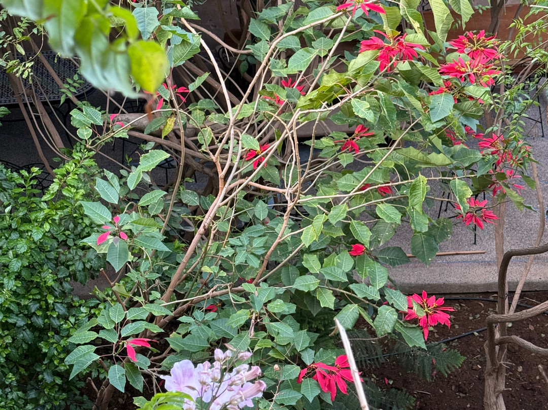 Oasis de Tiout主图