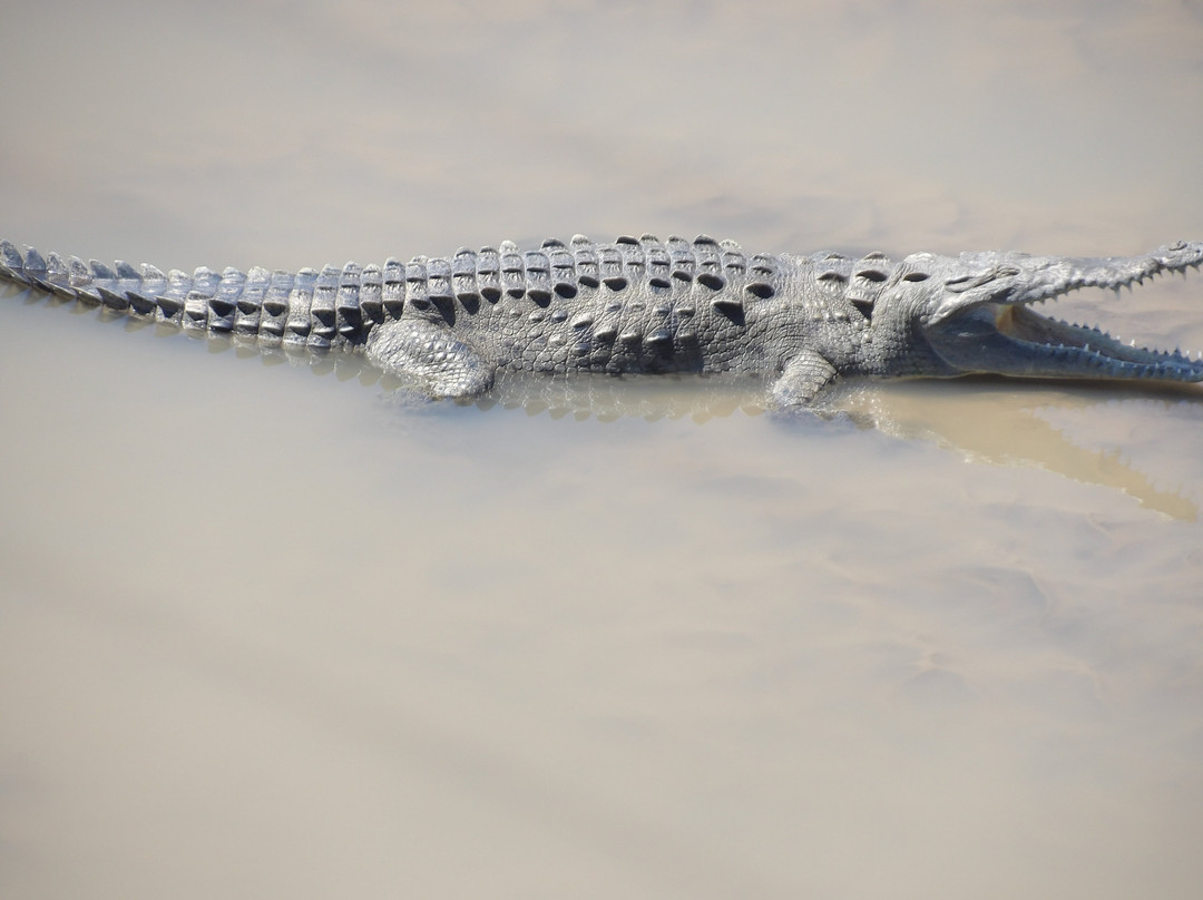 Tarcoles Bridge-Tarcoles必去景点