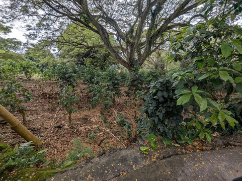 Kona Premium Coffee Company-哈陆亚洛亚必去景点