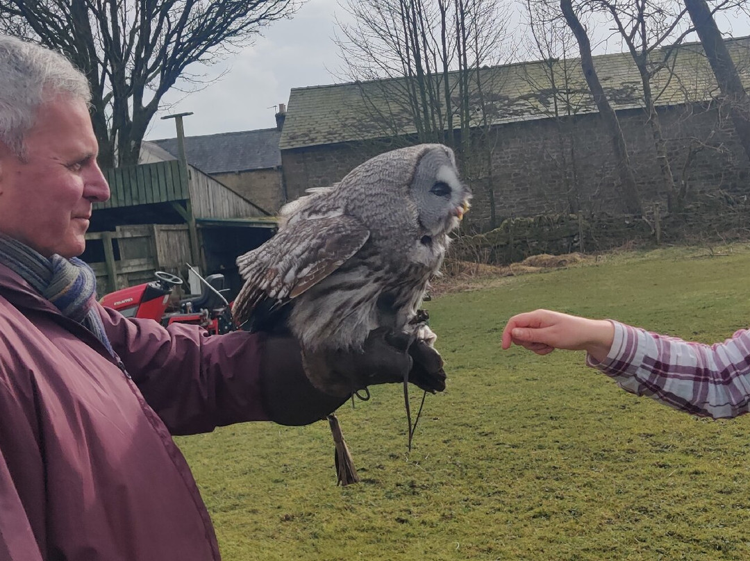 Falconry Days景点图片