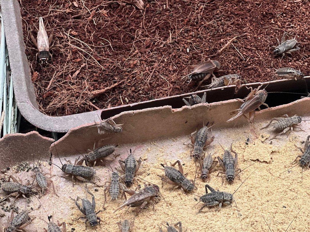 Linh An Pagoda-Lam Dong必去景点