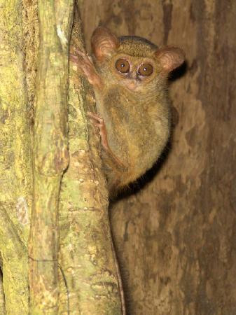 Mama Roos Home Stay主图