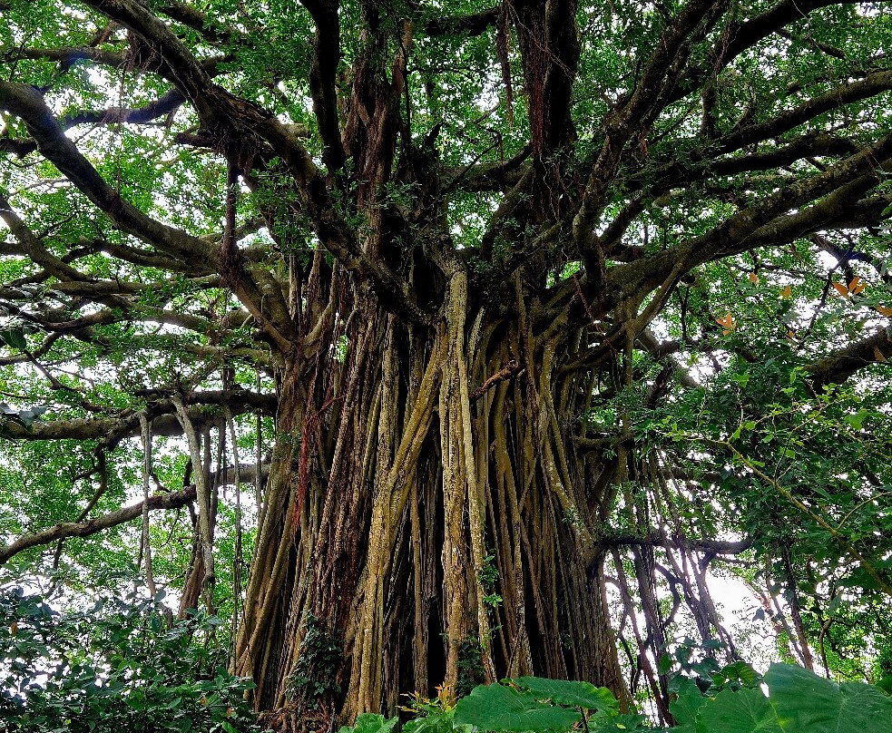 Big Ficus Microcarpa In Tekuzuku景点图片