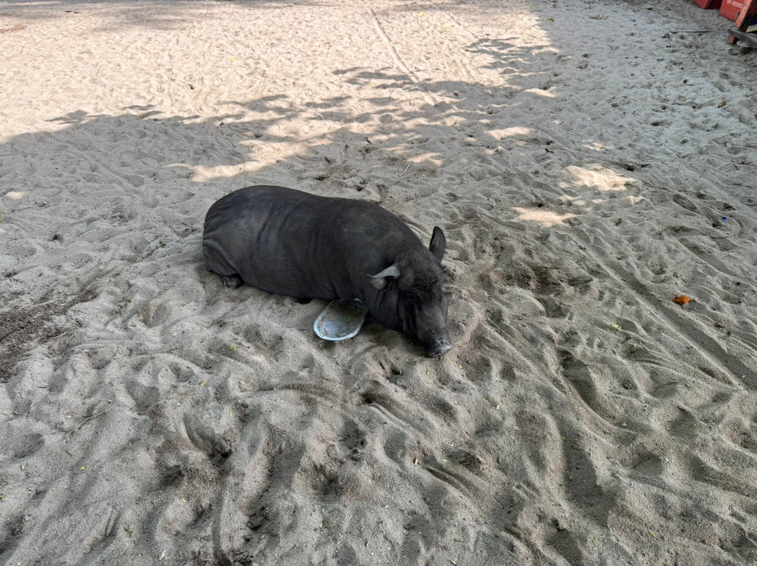 Blue Voyage Thailand - Samui-波普特必去景点