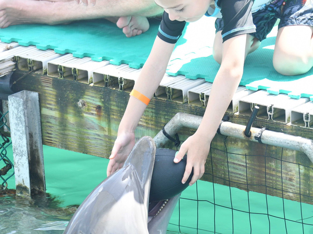Dolphin Connection景点图片