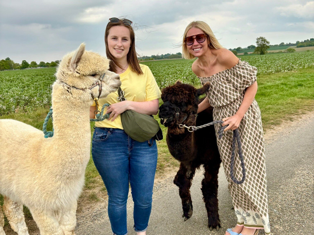 Stubbs Farm Alpacas景点图片