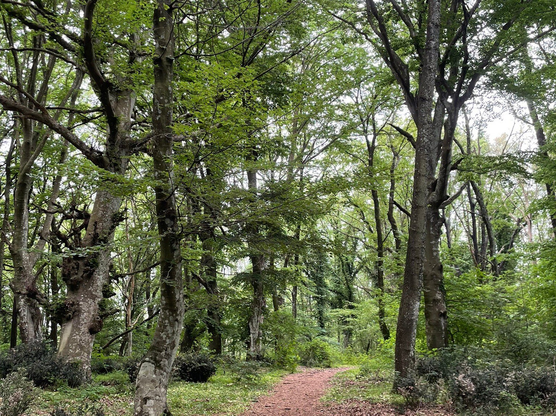 La Faggeta Di Oriolo Romano-Oriolo Romano必去景点
