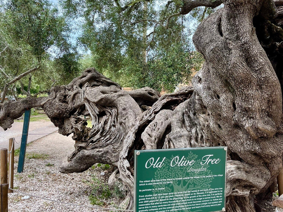 Olive Tree景点图片