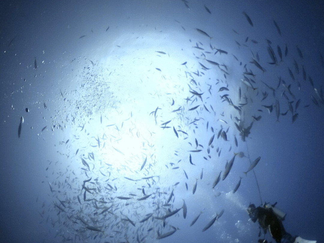 Sunshine Scuba-火奴鲁鲁必去景点