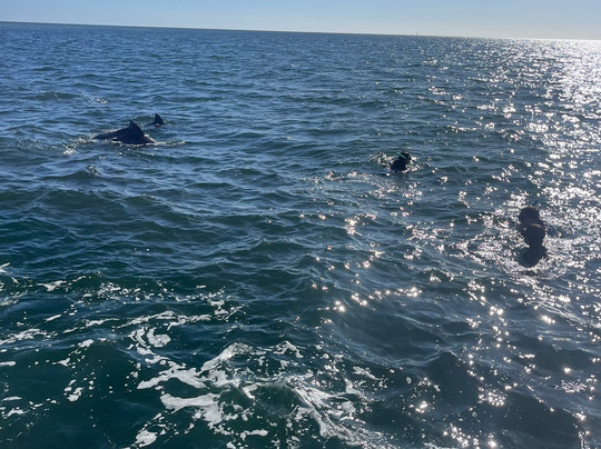 Kangaroo Island Marine Adventures-金斯科特必去景点