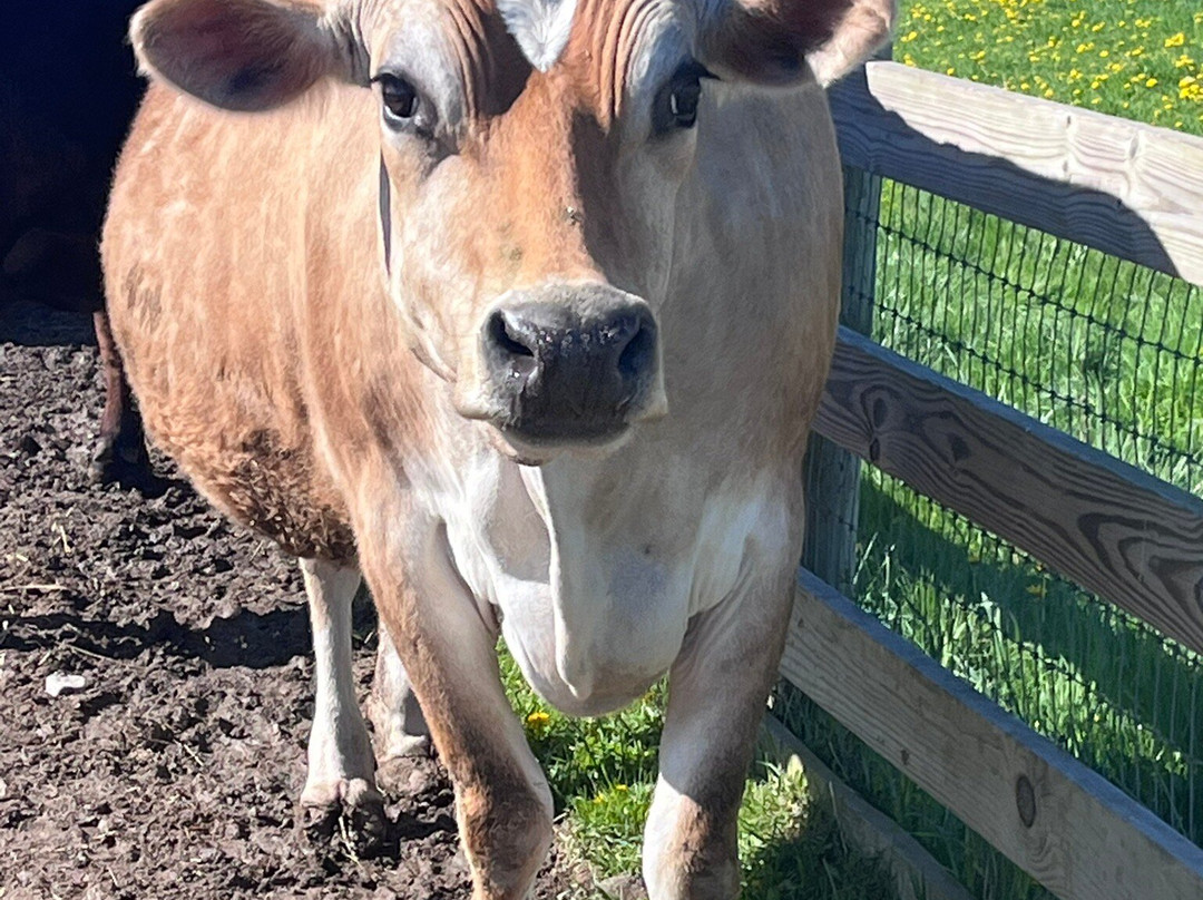 Farm Sanctuary-沃特金斯格伦必去景点