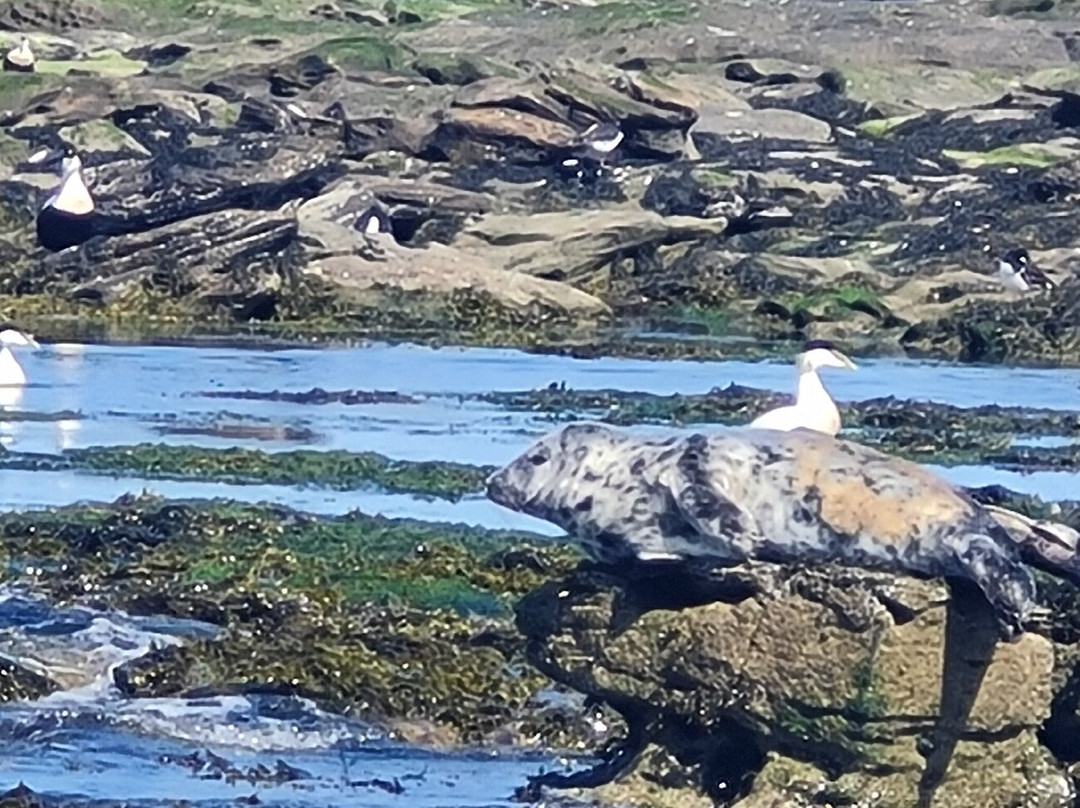 Puffin Cruises景点图片