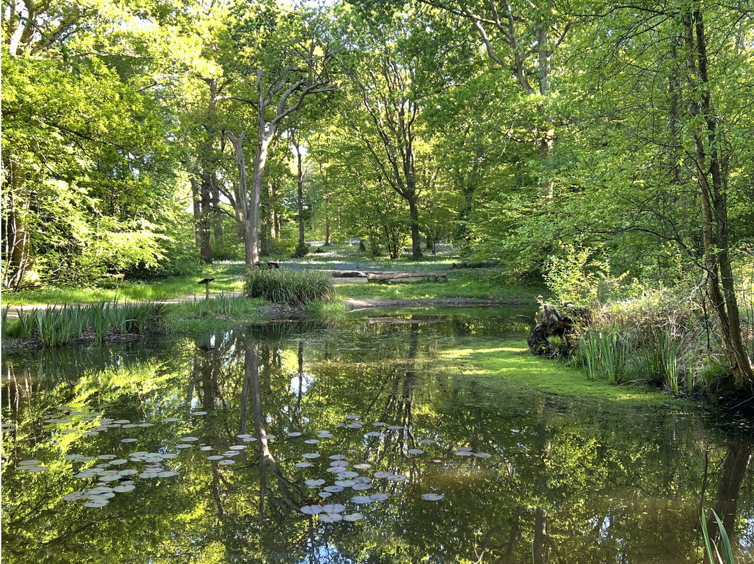 Arlington Bluebell Walk景点图片