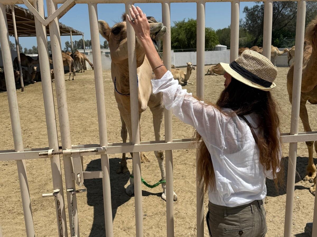 Royal Camel Farm-麦纳麦必去景点