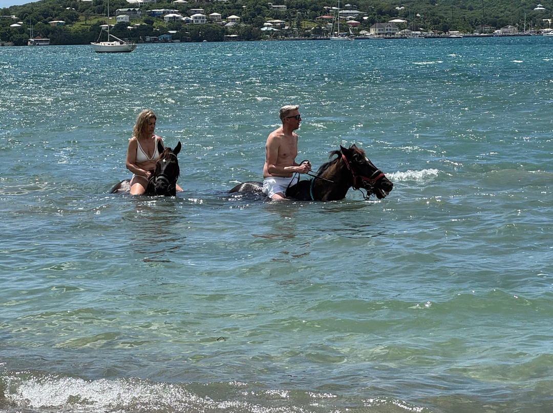 Antigua Equestrian Centre-Saint Paul Parish必去景点