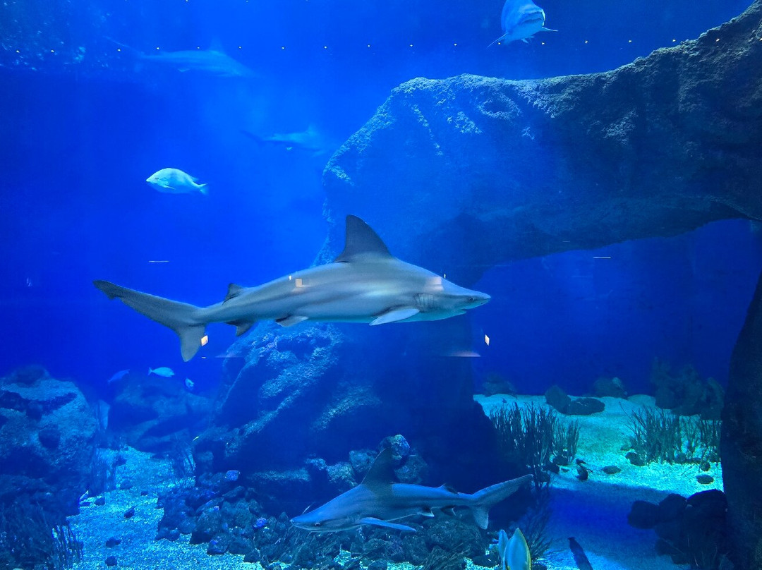 Aquarium Oniria景点图片