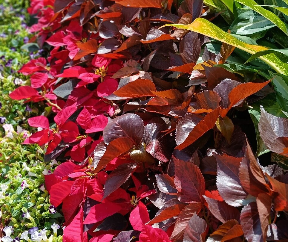 Sterling Stolen Heaven Lonavala主图