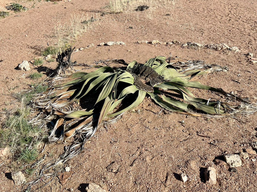 Welwitschia Plains-斯瓦科普蒙德必去景点