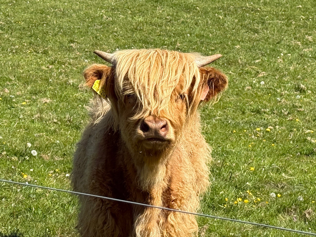 Invercannich Farm景点图片