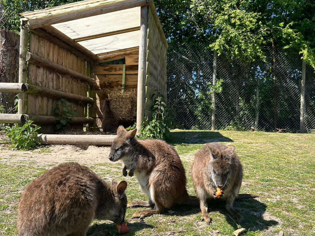 Howletts Wild Animal Park景点图片