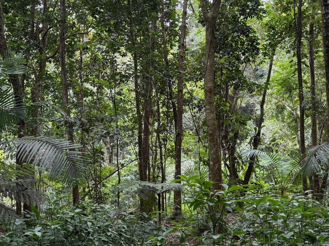 El Yunque Tours-Rio Grande必去景点