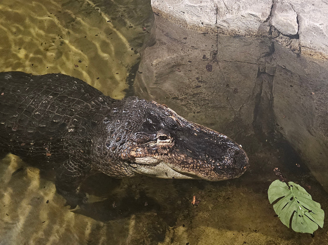 Crocodiles of the World-Brize Norton必去景点
