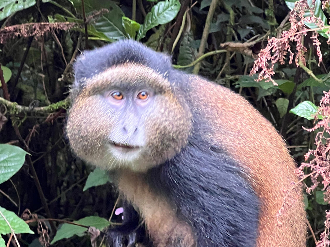 Sambora Kinigi主图