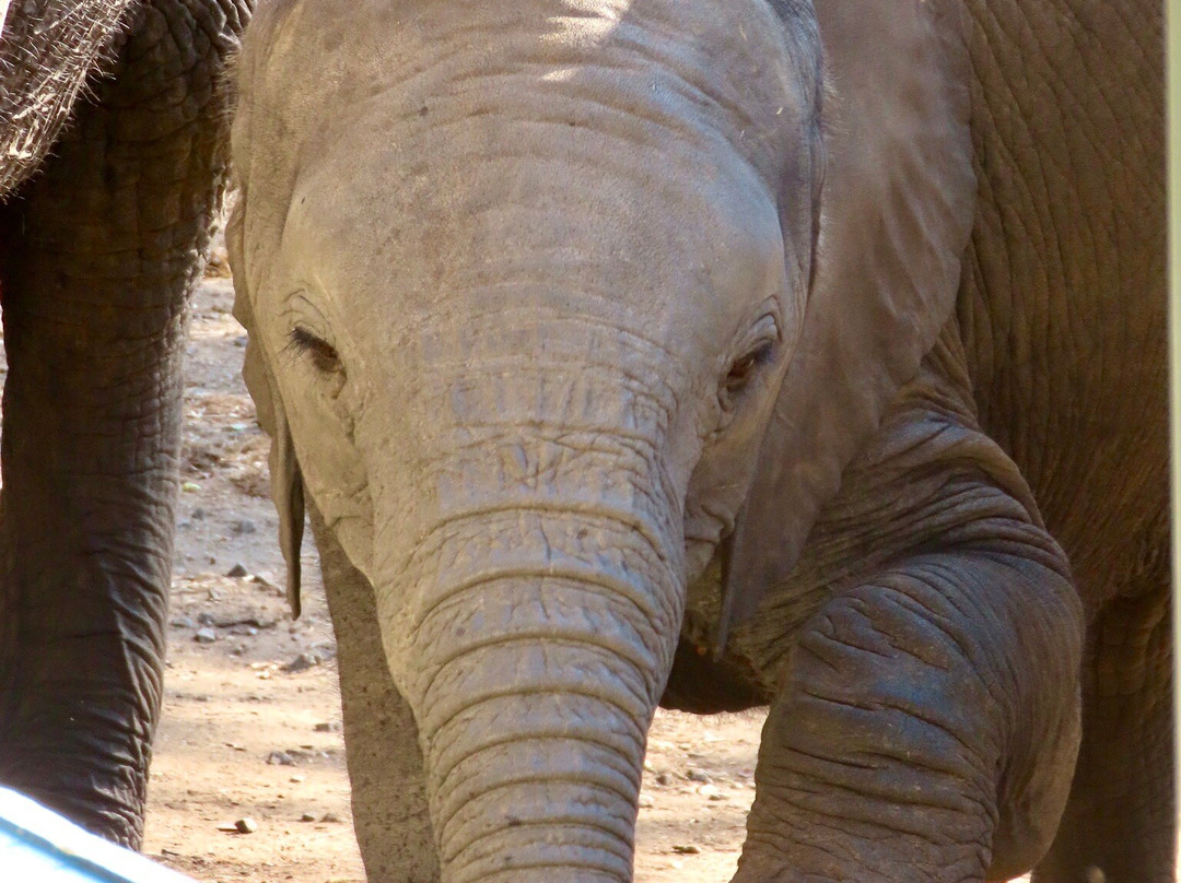 Safari With Us - Day Tours-约翰内斯堡必去景点