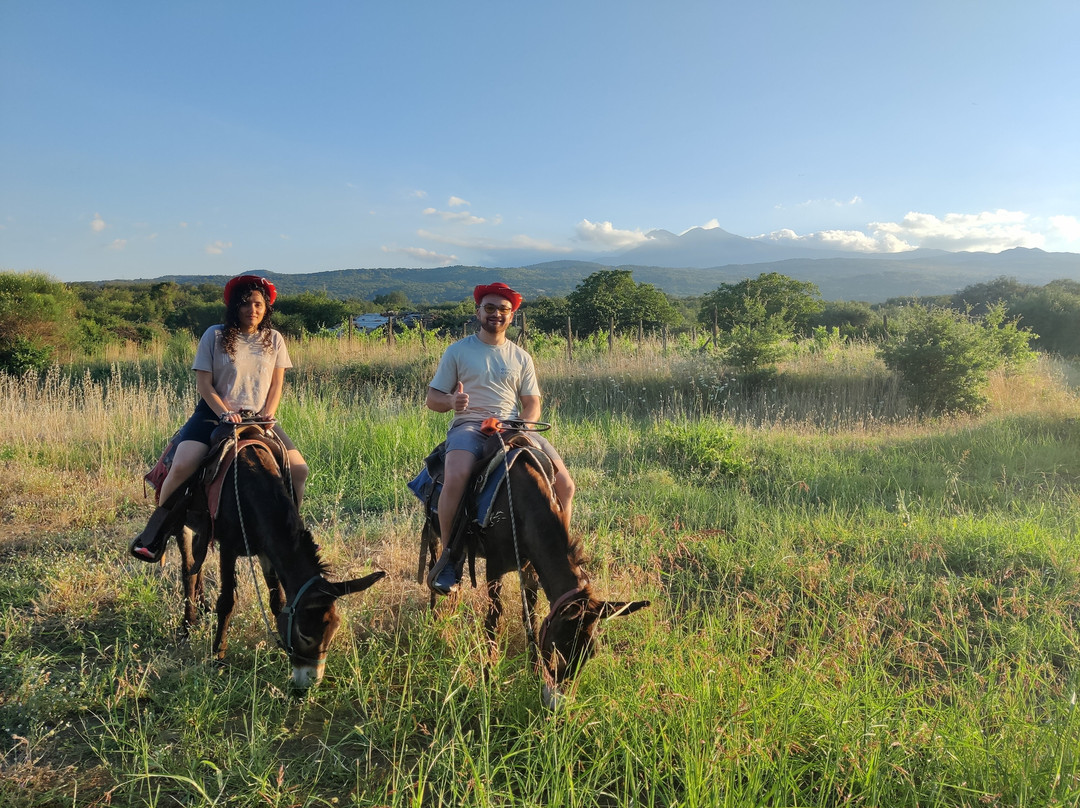 Etna Donkey Trekking-林瓜格洛萨必去景点