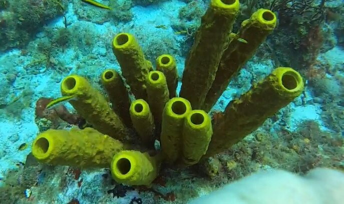 Serial Divers-居斯塔维亚必去景点