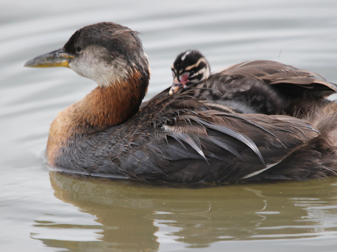 台福特湖-勒杜克必去景点