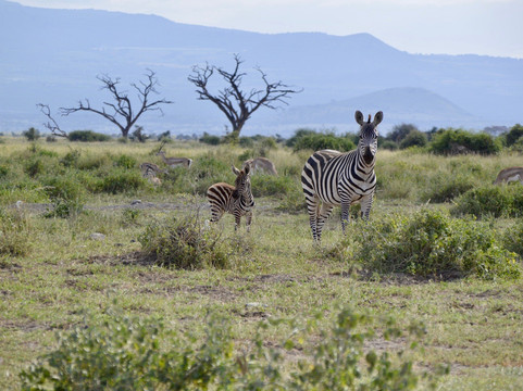 La Pisada Africa Safaris-内罗毕必去景点