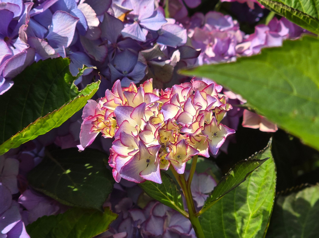 Jardin Shamrock-Varengeville-sur-Mer必去景点