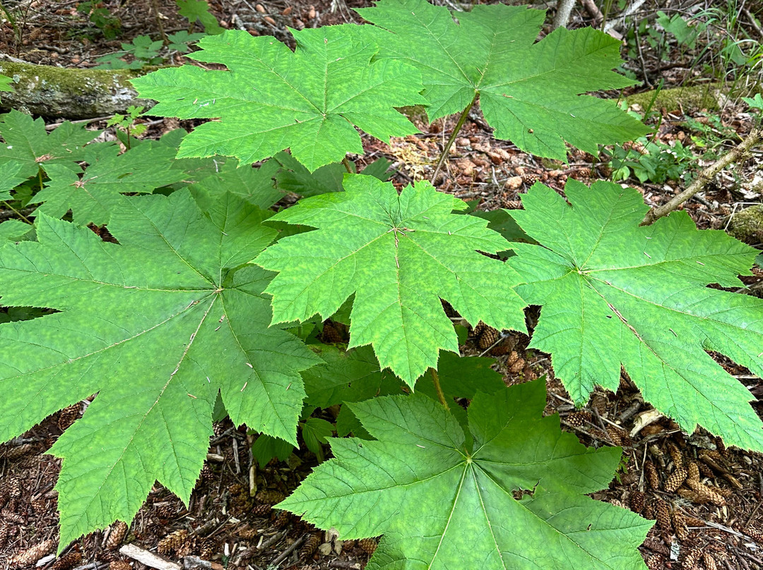 Seldovia Nature Tours-Seldovia必去景点