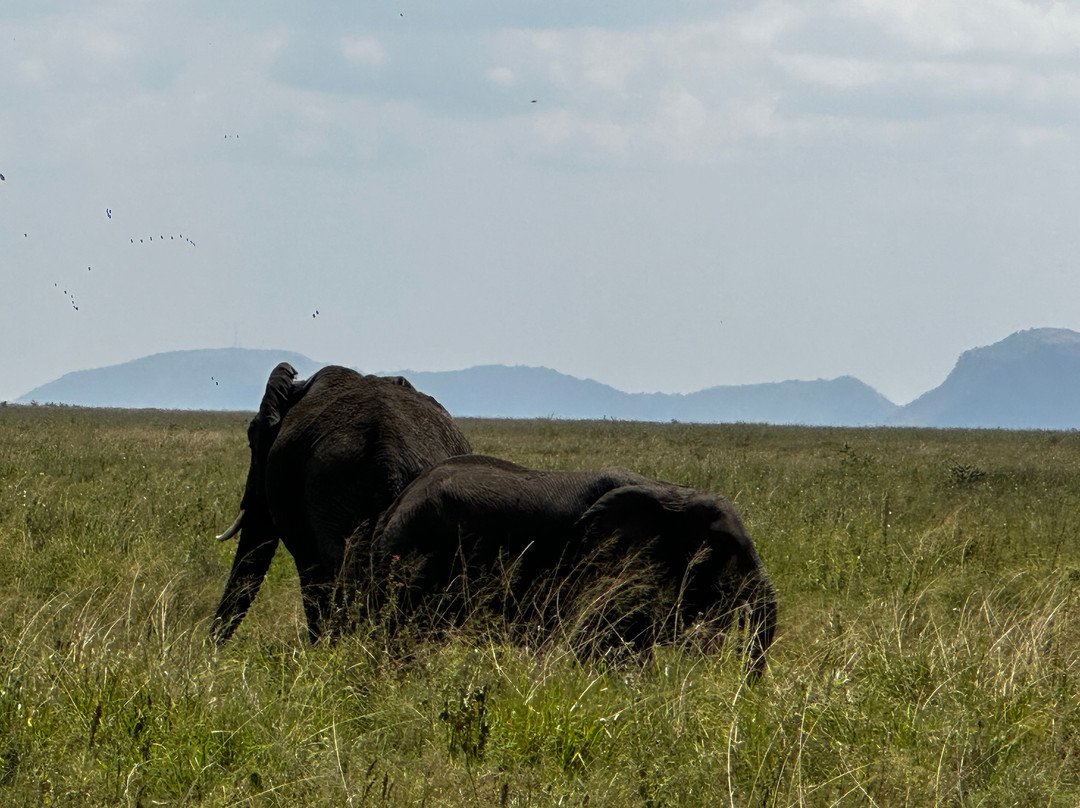 SIRINGETI GUIDE AND PHOTOGRAPHIC TRIP-姆万扎必去景点